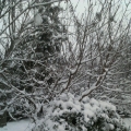 2012年家鄉初雪（老同學李鳳敏攝）