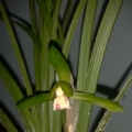 花草